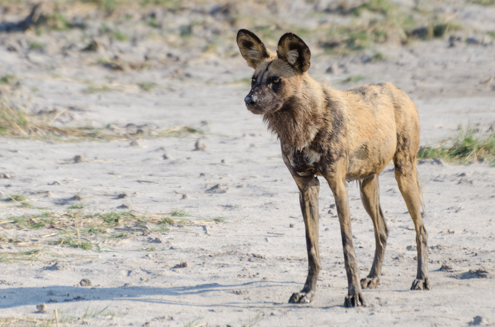 Afrikanischer Wildhund