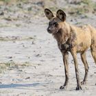 Afrikanischer Wildhund