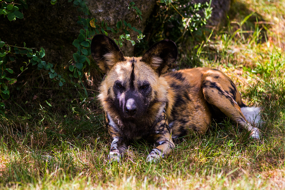 Afrikanischer Wildhund