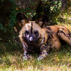 Afrikanischer Wildhund