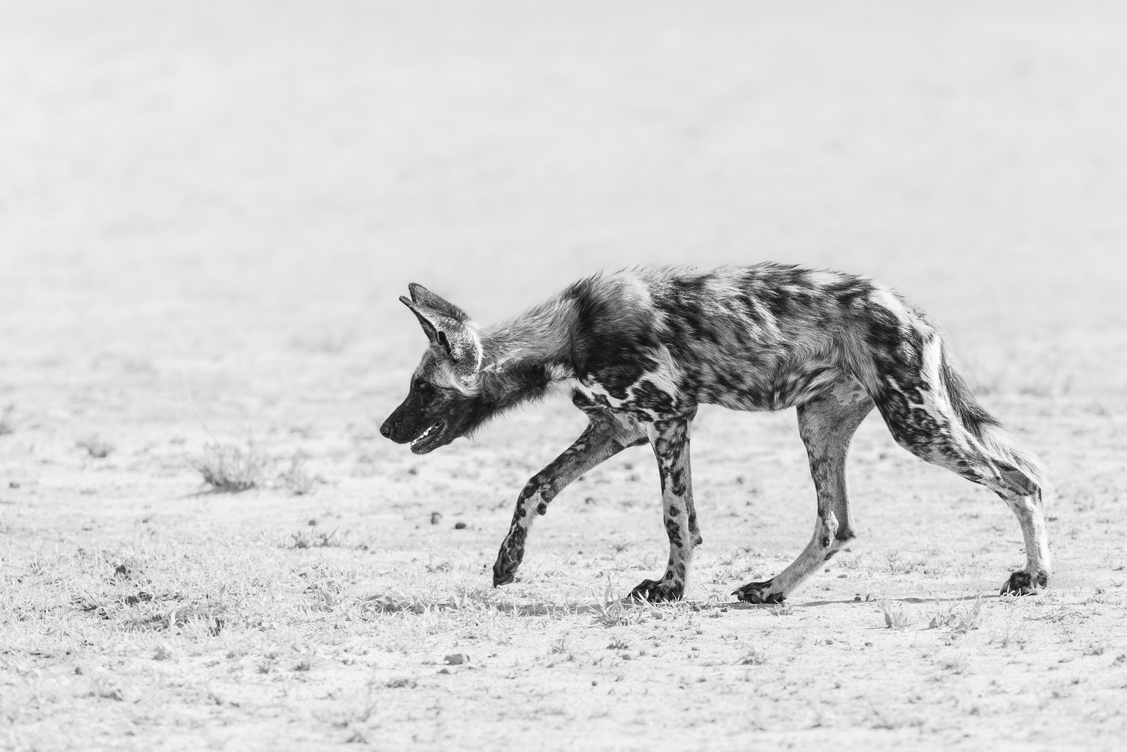 Afrikanischer Wildhund