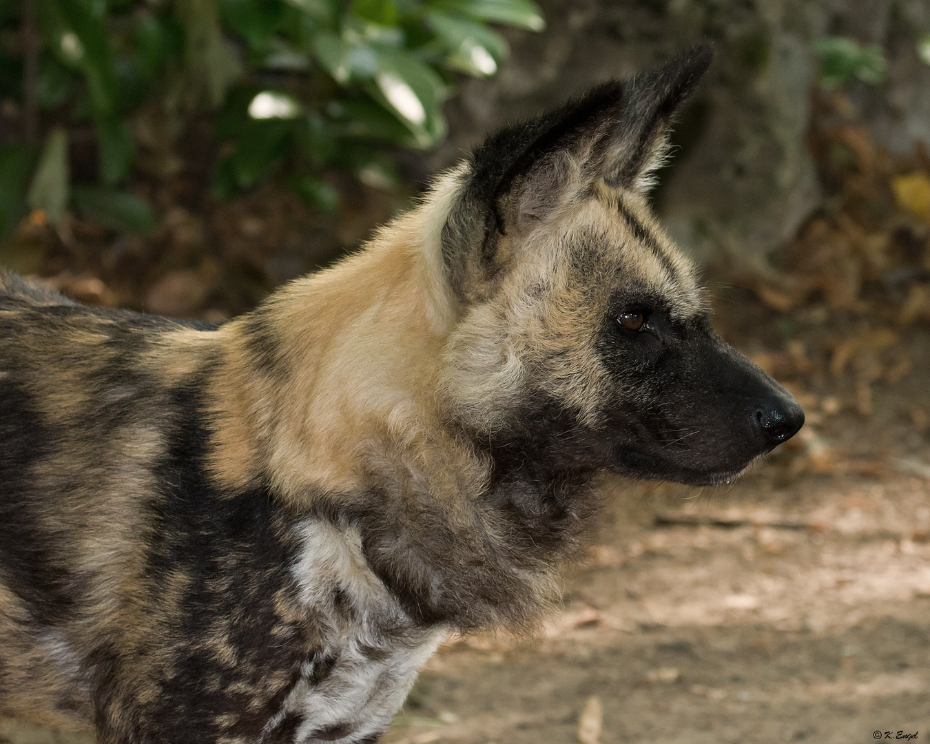 Afrikanischer Wildhund 