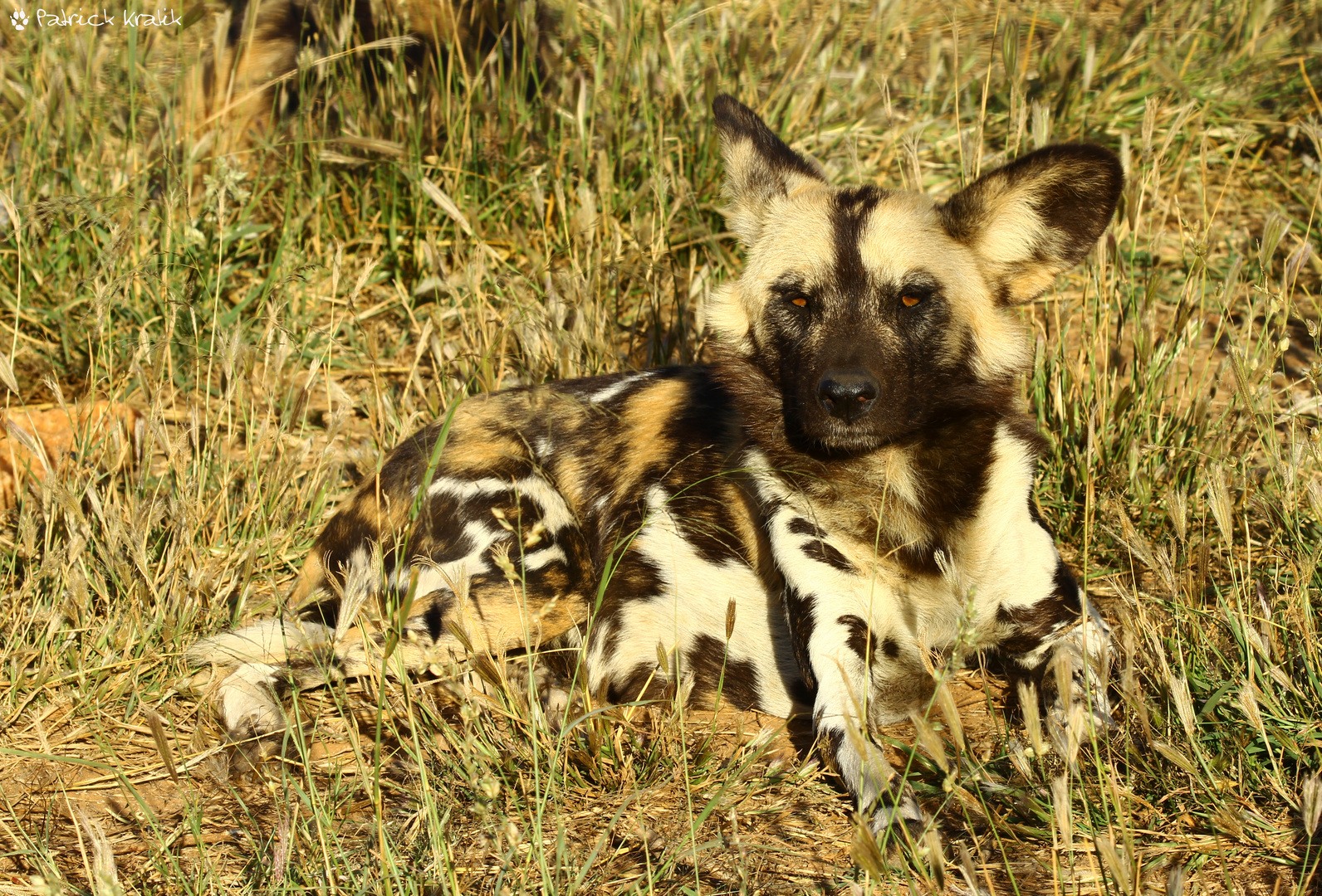 Afrikanischer Wildhund