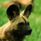 Afrikanischer Wildhund