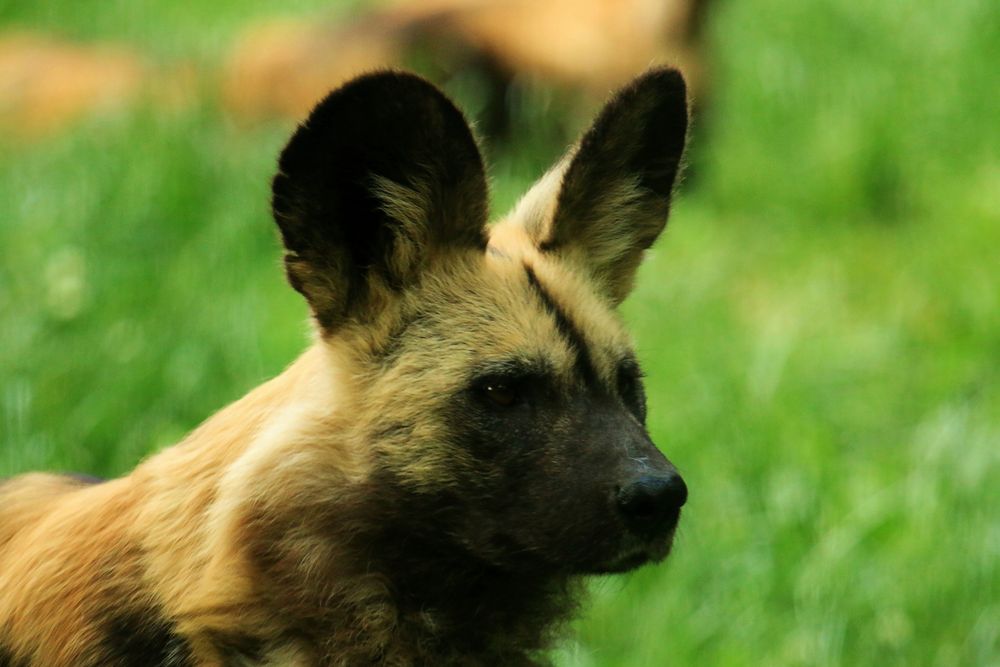 Afrikanischer Wildhund