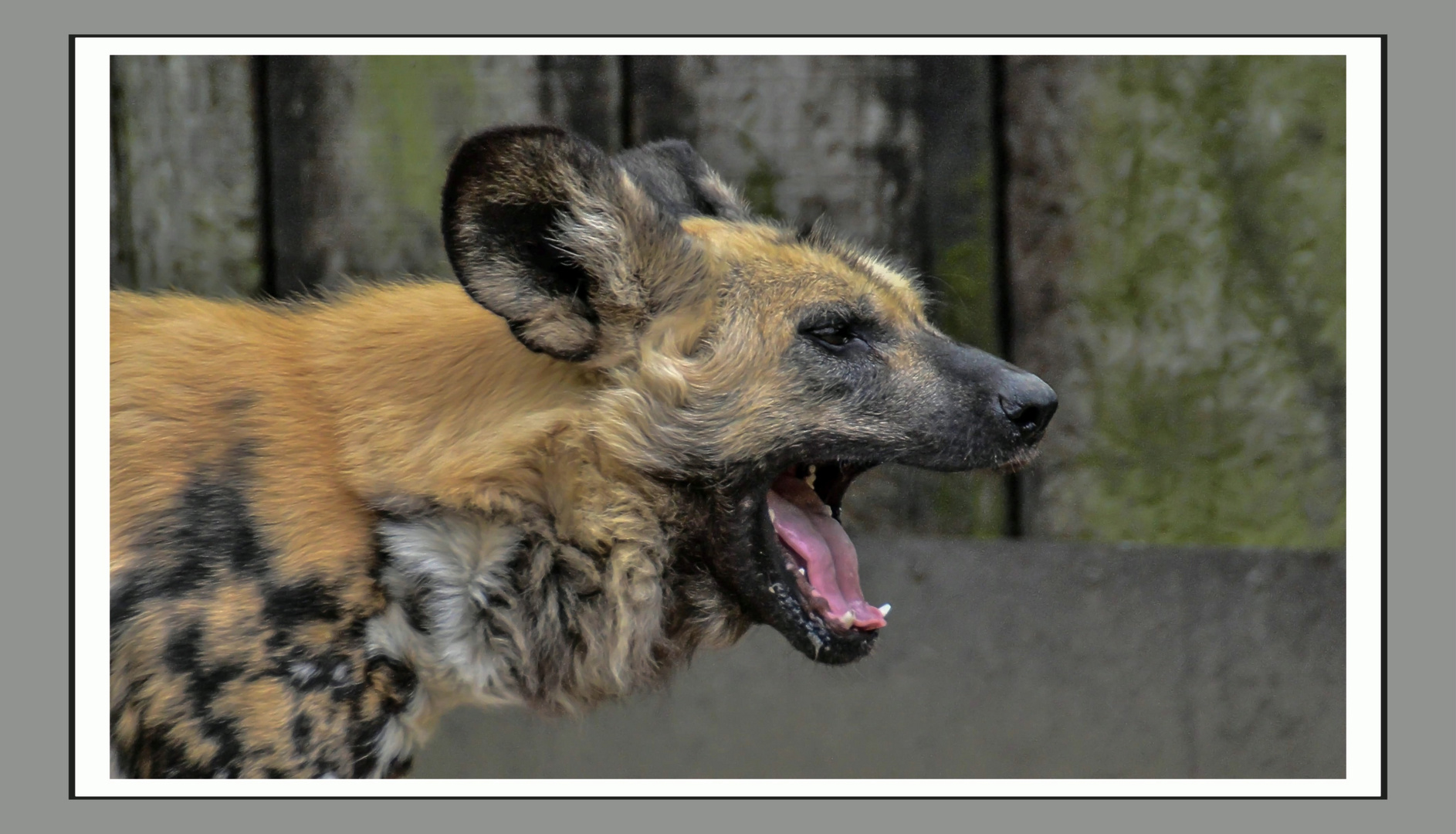 Afrikanischer Wildhund