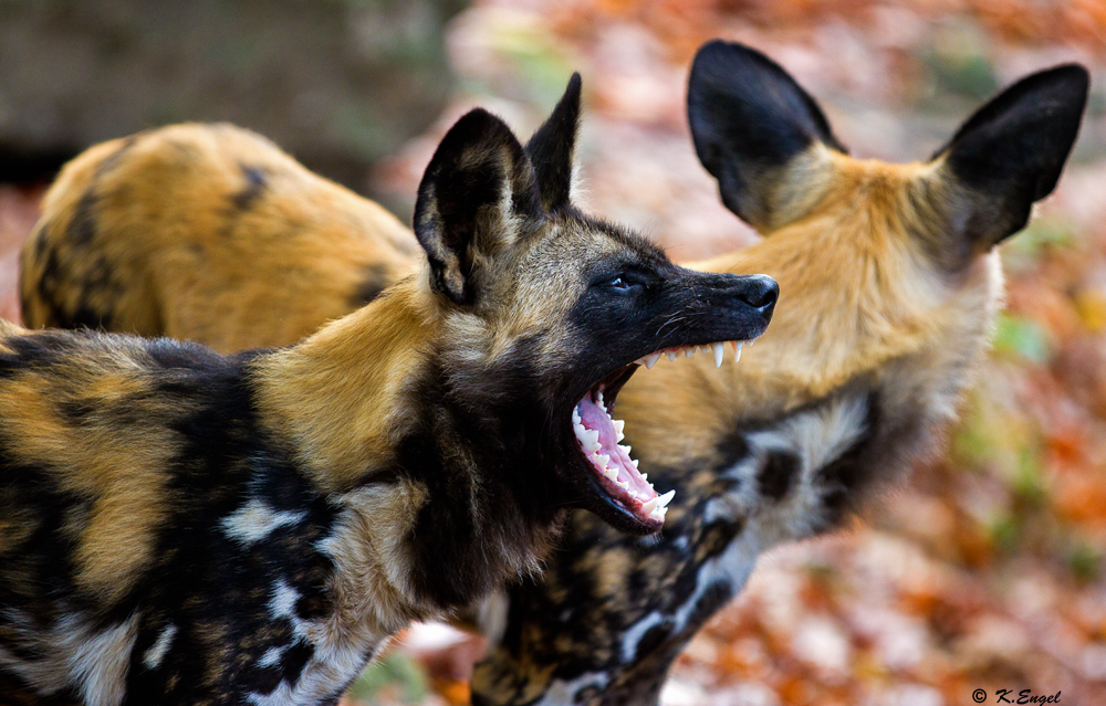 Afrikanischer Wildhund