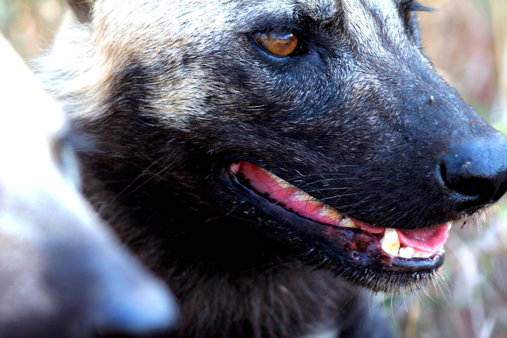 afrikanischer Wildhund, closeup