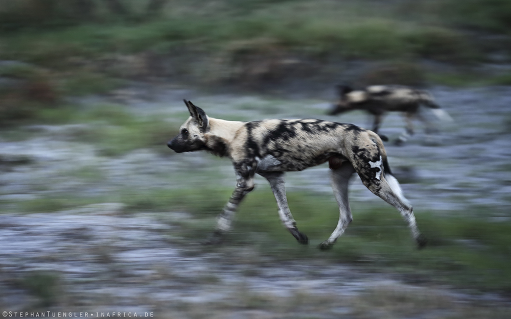 Afrikanischer Wildhund