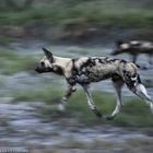 Afrikanischer Wildhund