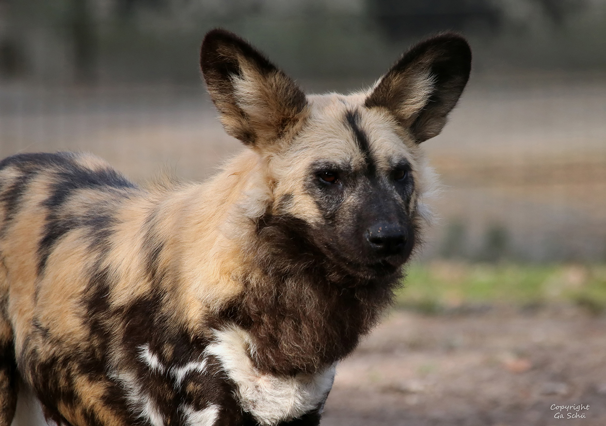 Afrikanischer Wildhund