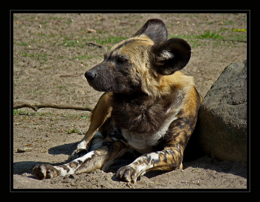 Afrikanischer Wildhund