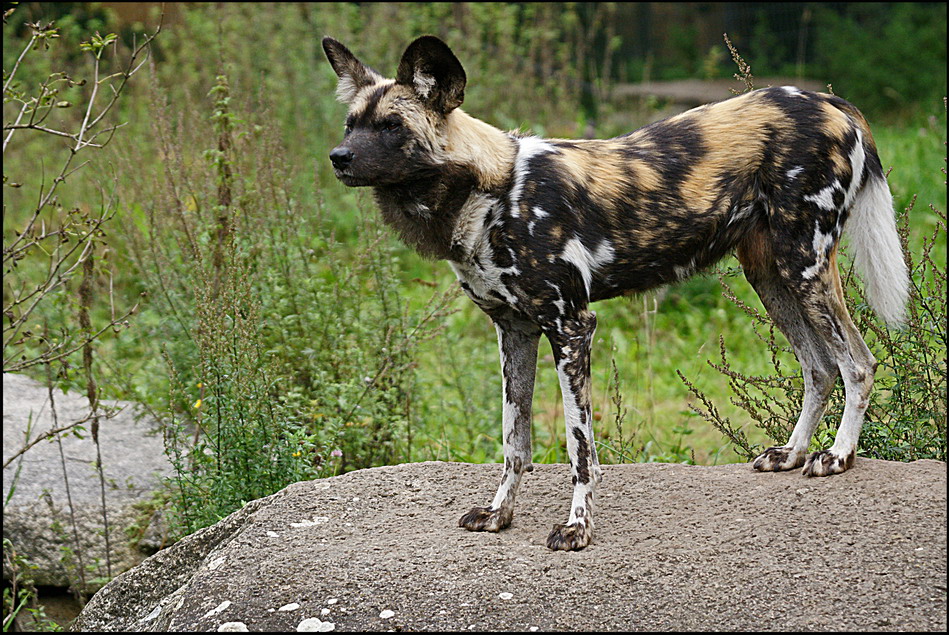 ~ Afrikanischer Wildhund ~