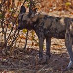 Afrikanischer Wildhund