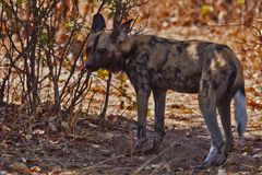 Afrikanischer Wildhund