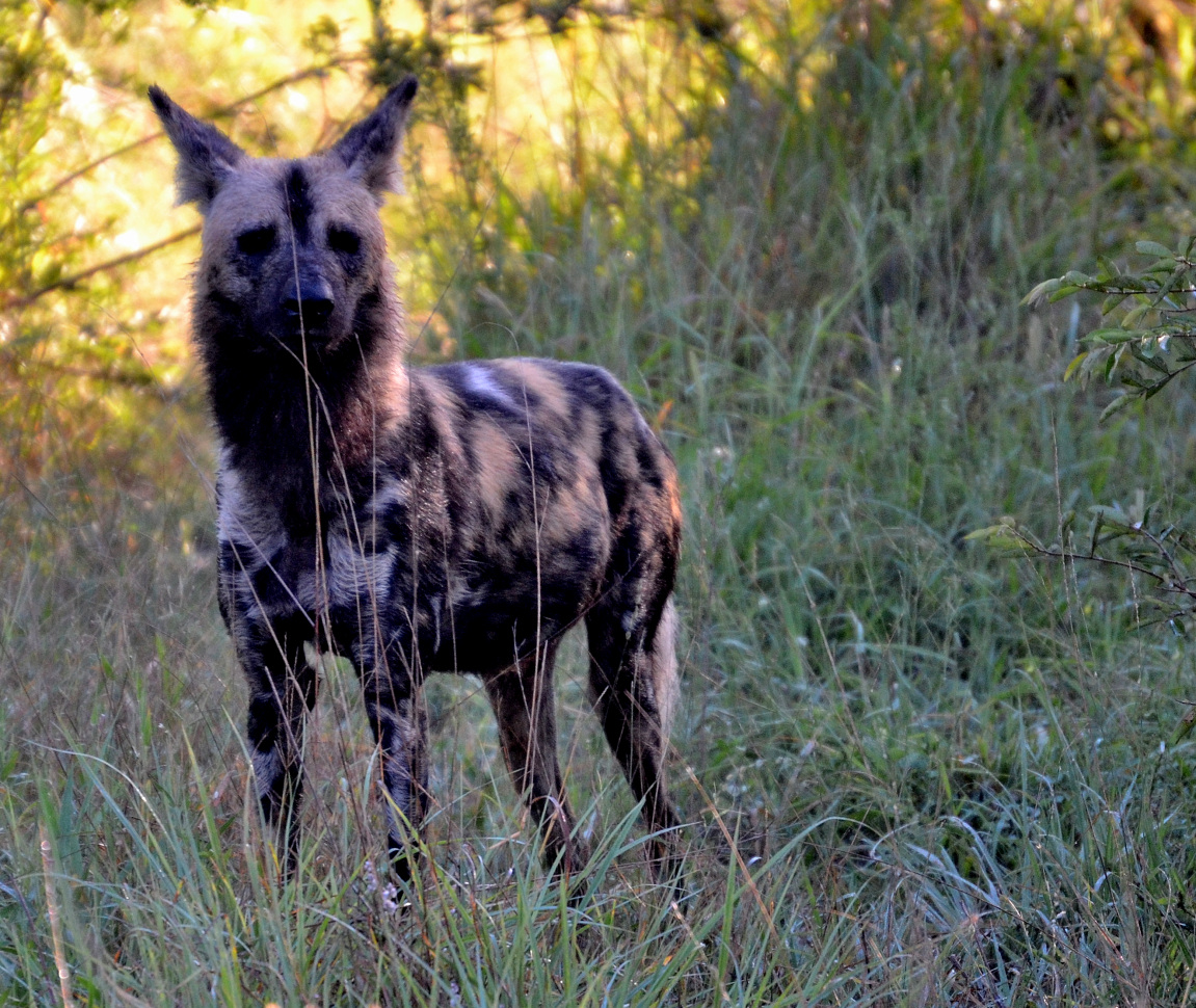 Afrikanischer Wildhund