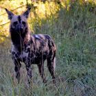 Afrikanischer Wildhund