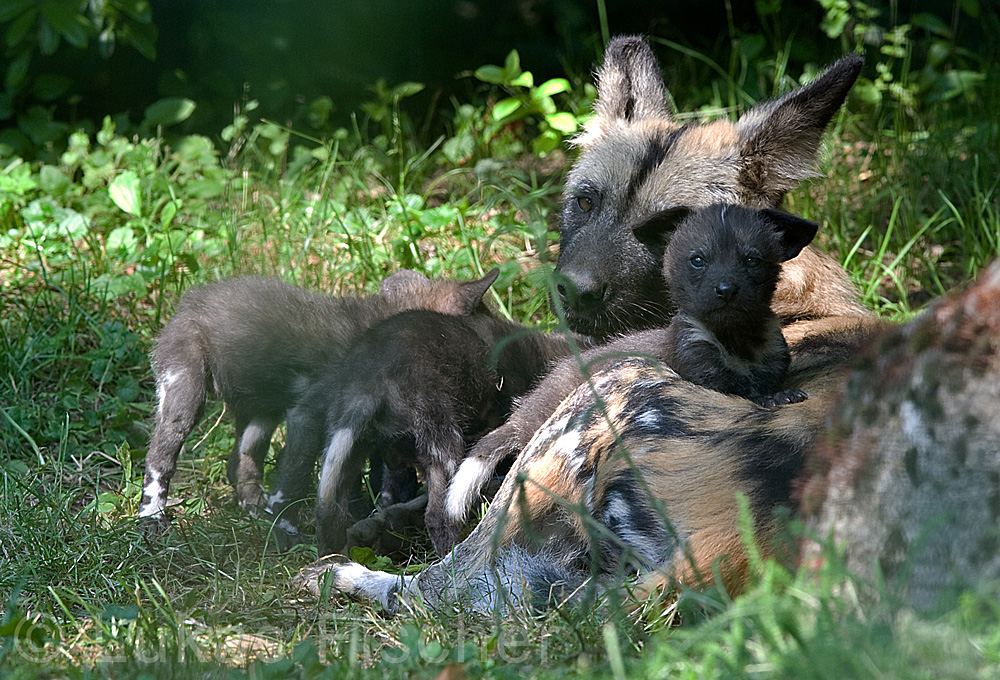 Afrikanischer Wildhund - Der Späher !
