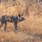 Afrikanischer Wildhund