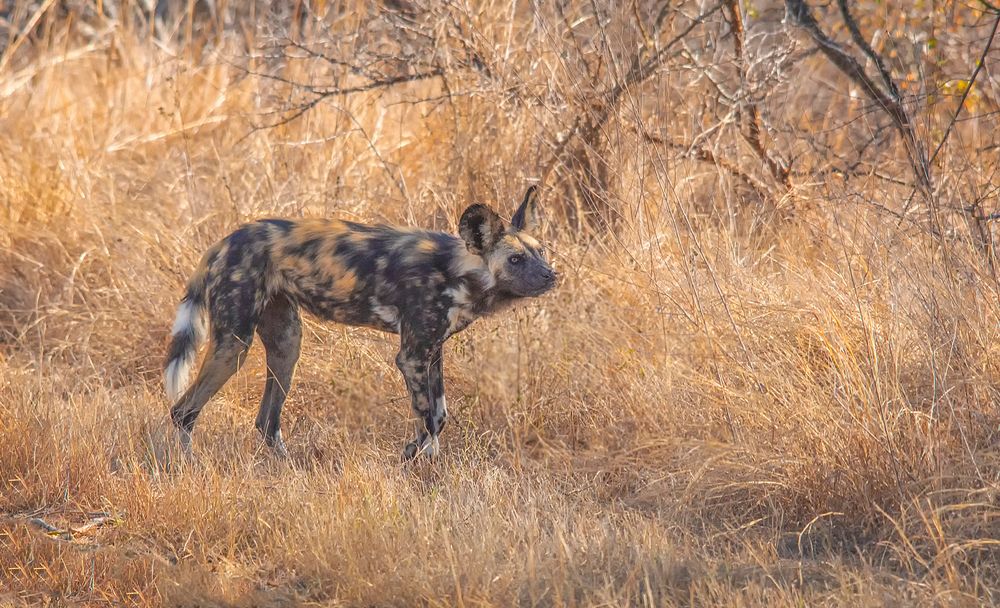 Afrikanischer Wildhund