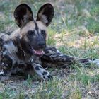 Afrikanischer Wildhund