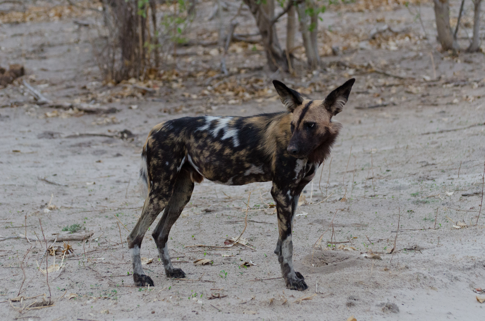 Afrikanischer Wildhund