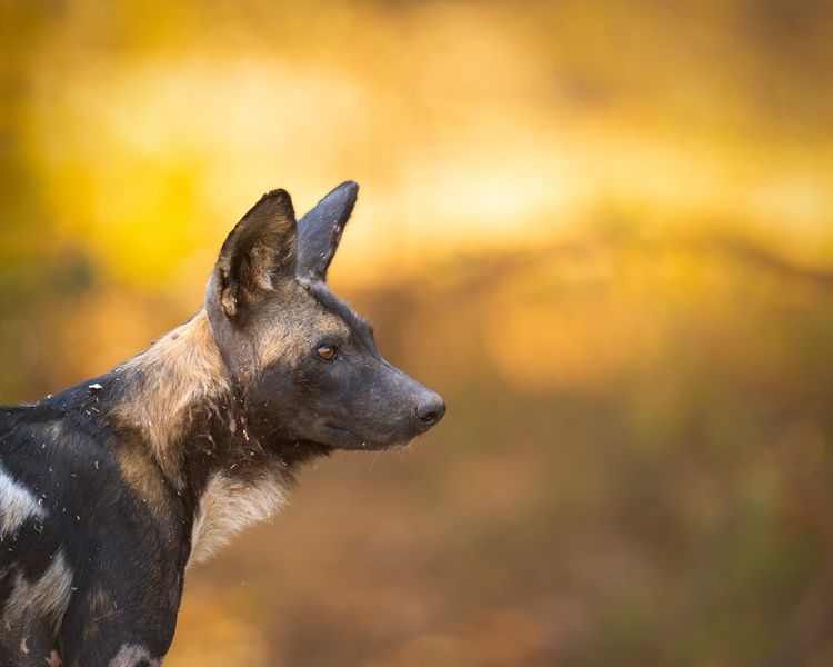 Afrikanischer Wildhund im Porträt