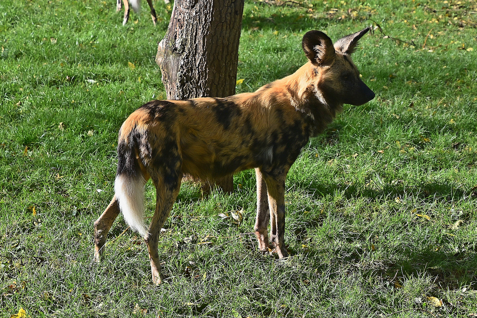 Afrikanischer Wildhund (Lycaon pictus)