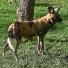 Afrikanischer Wildhund (Lycaon pictus)