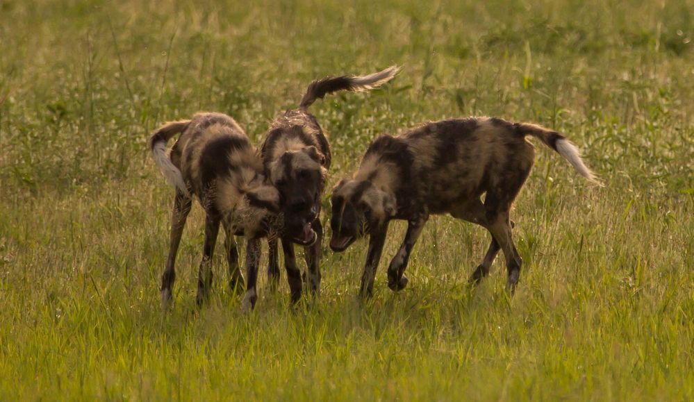 Afrikanischer Wildhund (Lycaon pictus)