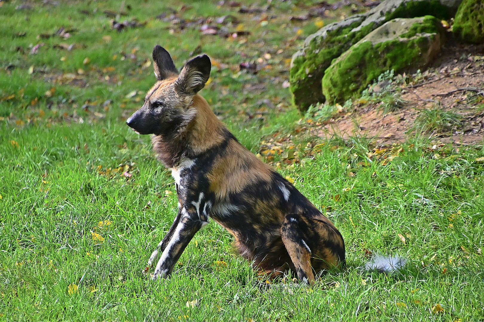 Afrikanischer Wildhund (Lycaon pictus)