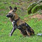 Afrikanischer Wildhund (Lycaon pictus)