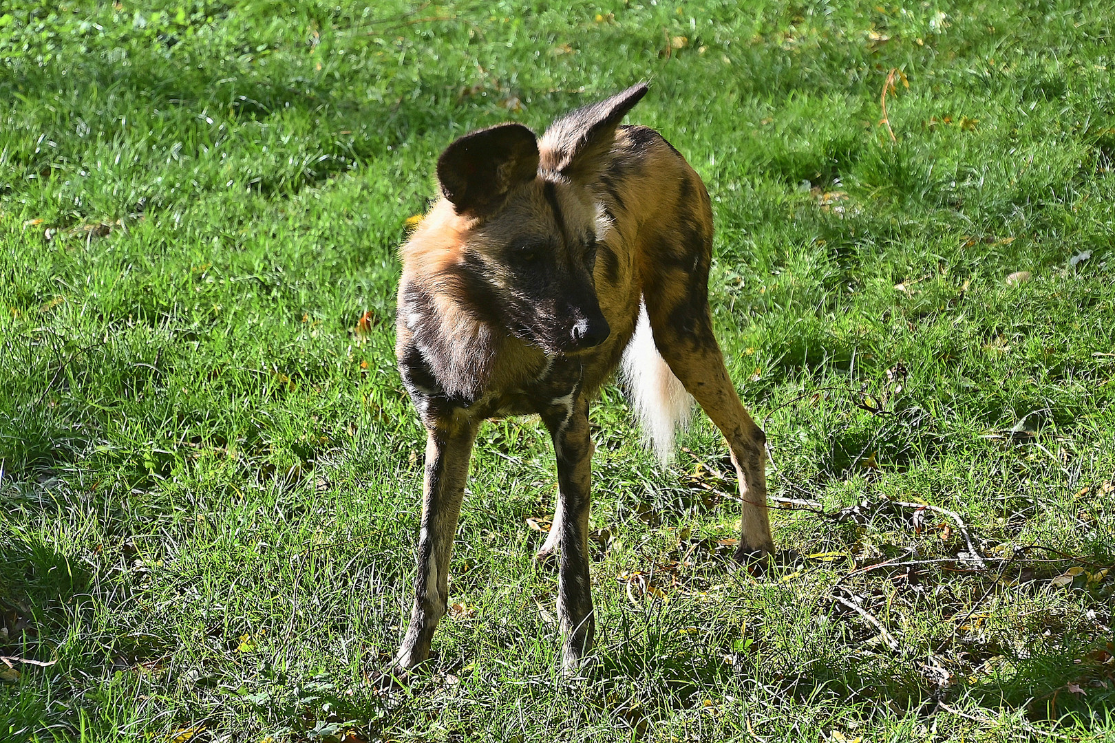 Afrikanischer Wildhund (Lycaon pictus)