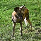 Afrikanischer Wildhund (Lycaon pictus)