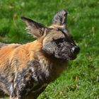 Afrikanischer Wildhund (Lycaon pictus)