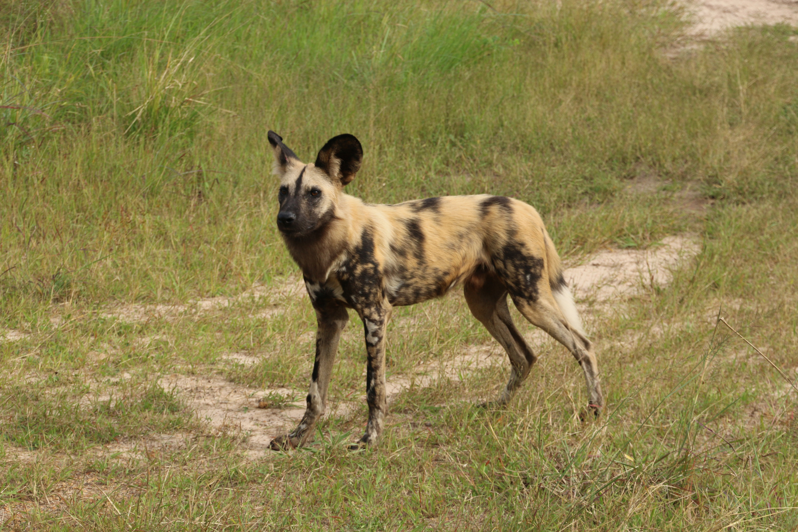 afrikanischer Wildhund ( Lycaon pictus )