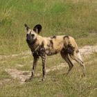 afrikanischer Wildhund ( Lycaon pictus )