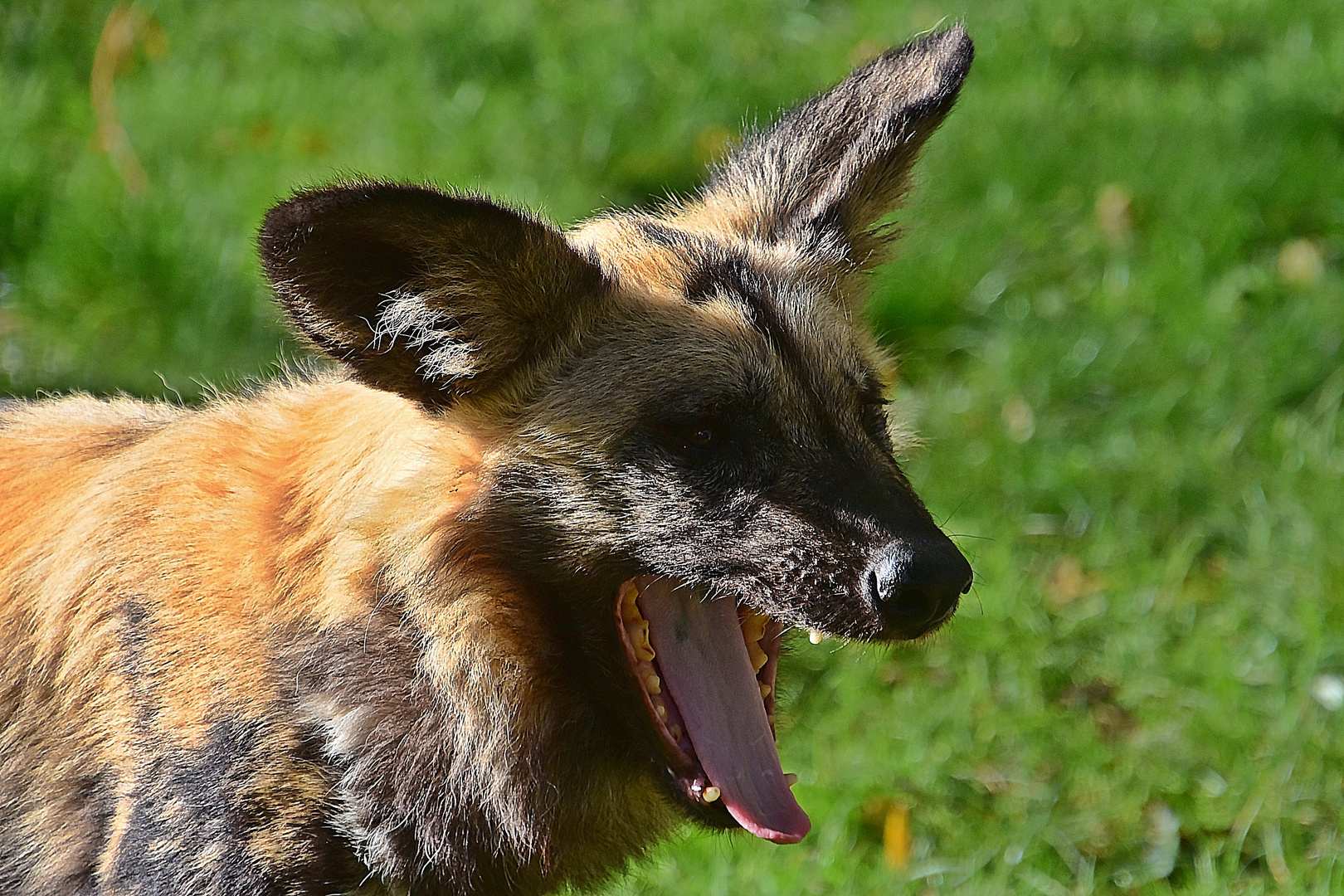 Afrikanischer Wildhund (Lycaon pictus)