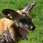 Afrikanischer Wildhund (Lycaon pictus)