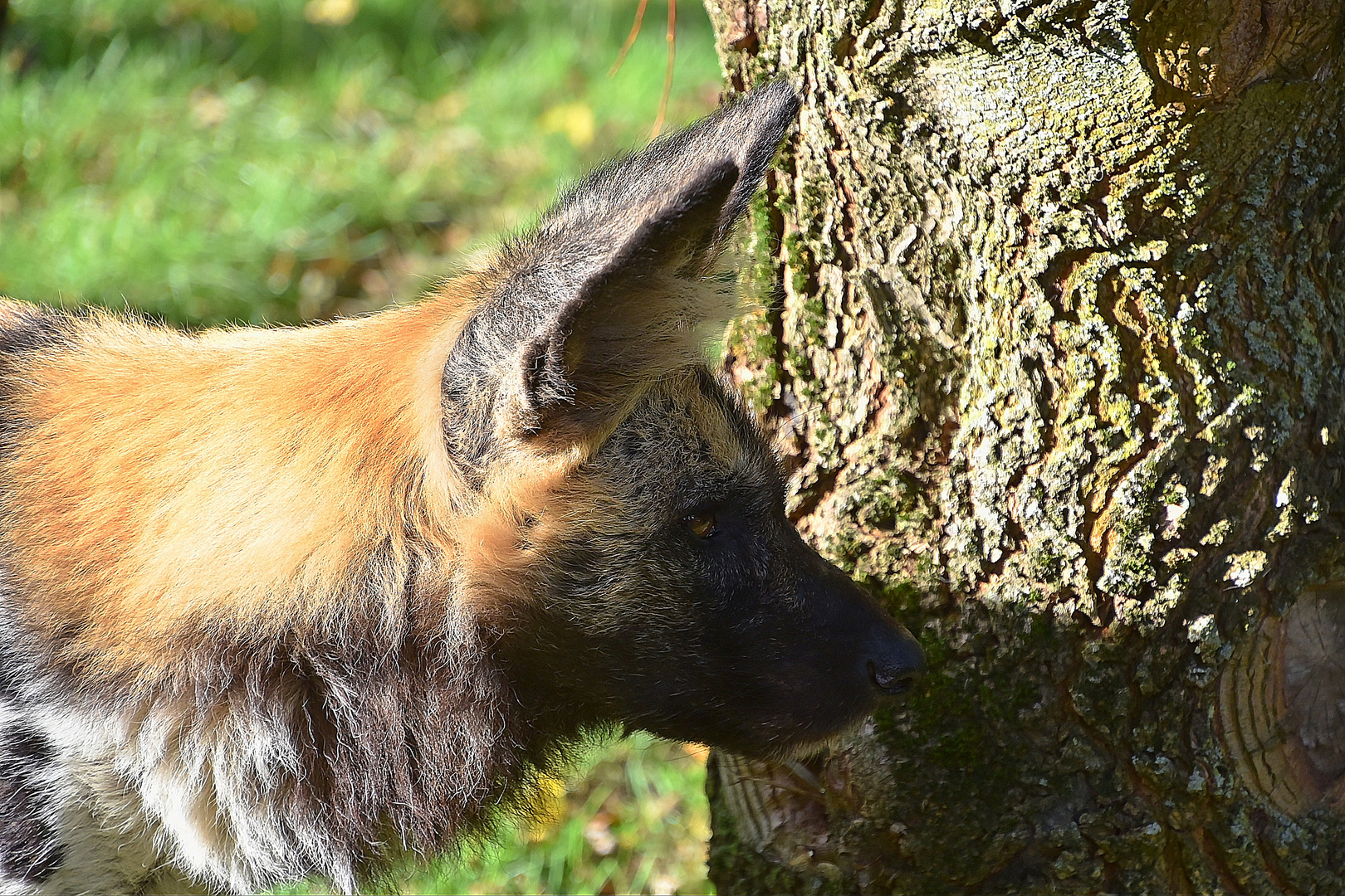 Afrikanischer Wildhund (Lycaon pictus)