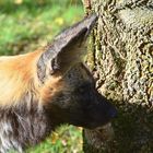 Afrikanischer Wildhund (Lycaon pictus)