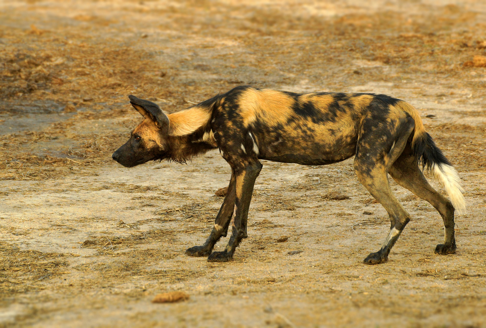 Afrikanischer Wildhund  (Lycaon pictus)