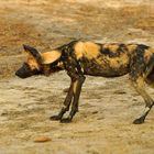 Afrikanischer Wildhund  (Lycaon pictus)