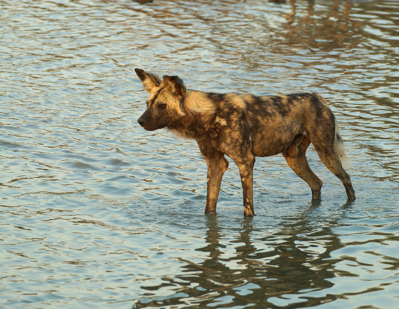 Afrikanischer Wildhund (Lycaon pictus)