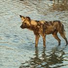 Afrikanischer Wildhund (Lycaon pictus)