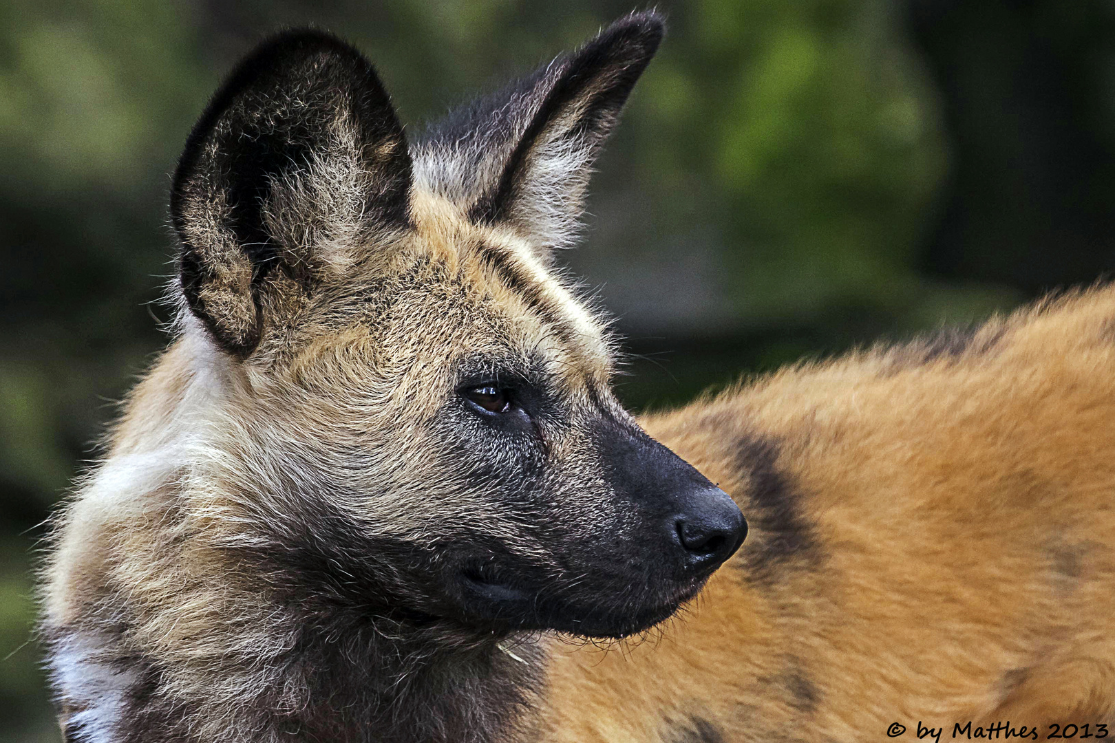 Afrikanischer Wildhund (Lycaon pictus)