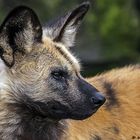 Afrikanischer Wildhund (Lycaon pictus)