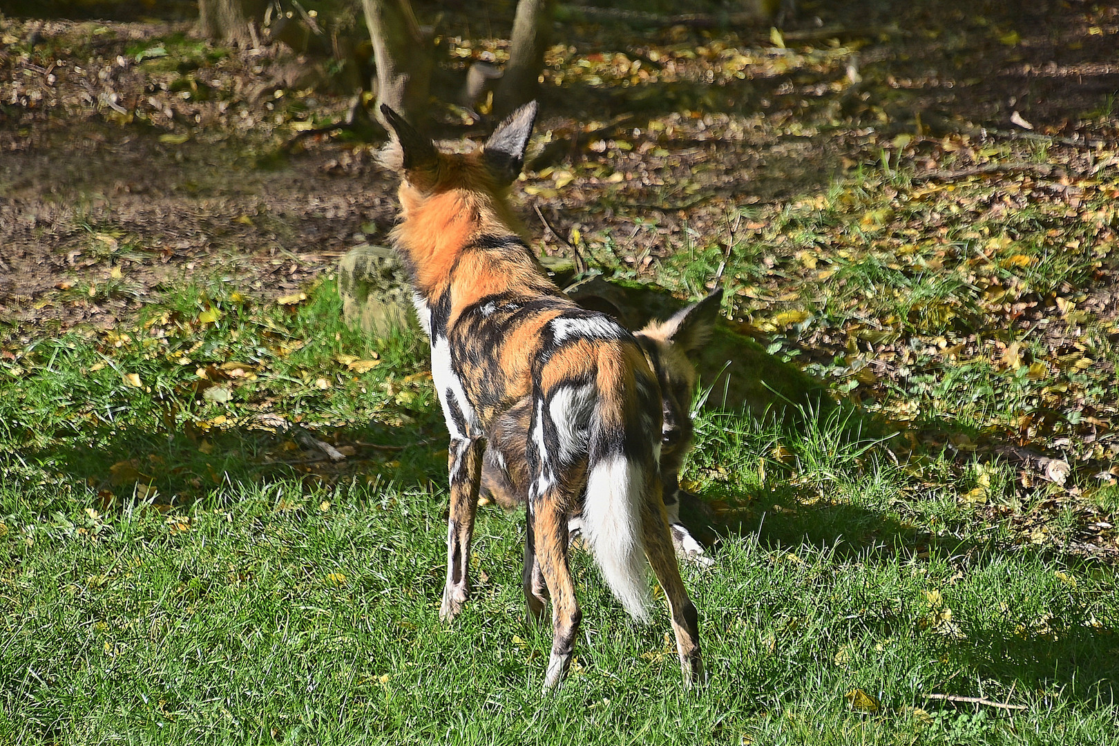 Afrikanischer Wildhund (Lycaon pictus)