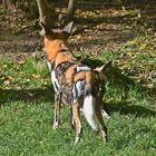 Afrikanischer Wildhund (Lycaon pictus)