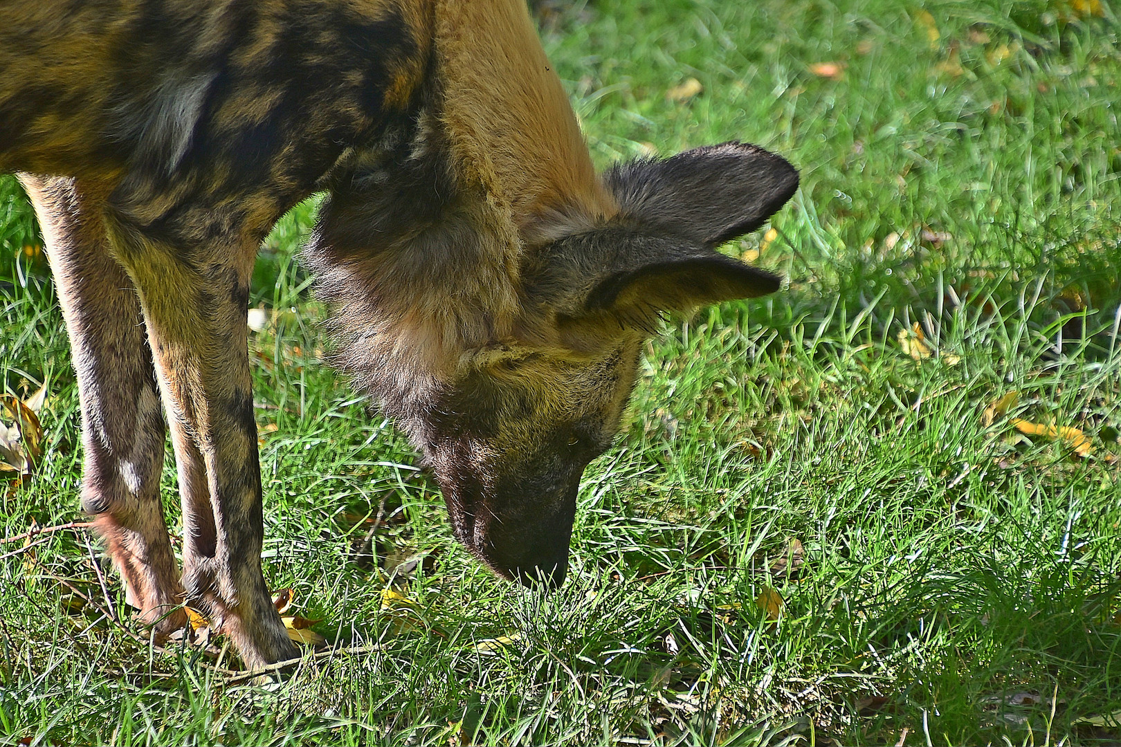 Afrikanischer Wildhund (Lycaon pictus)